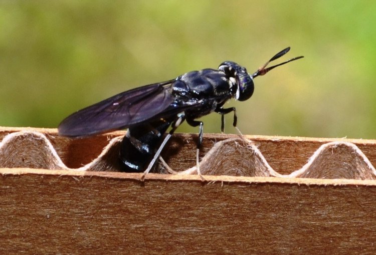Ruồi lính đen là loài côn trùng mang lại nhiều giá trị lợi ích.